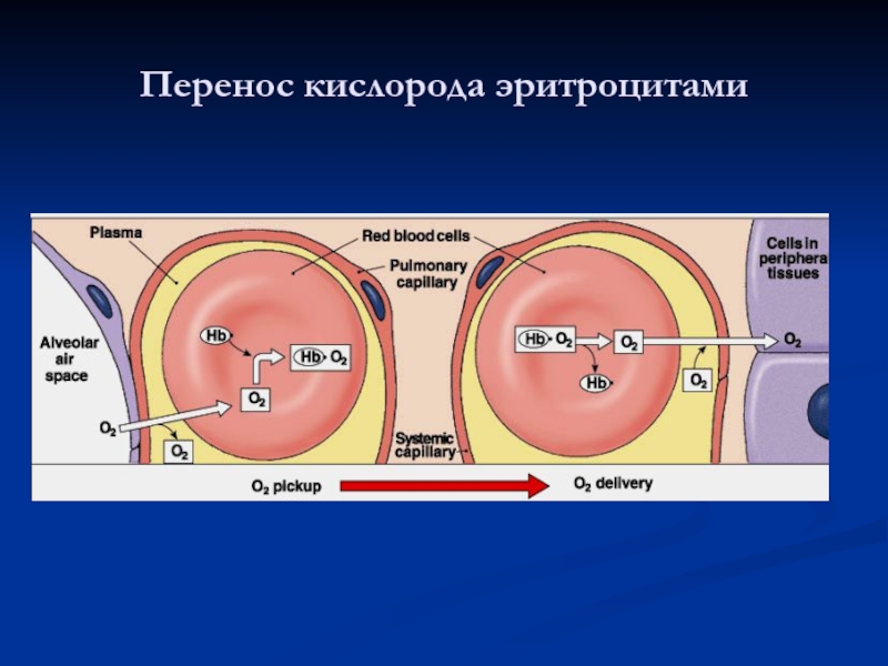 Перенос газов и кислорода. Механизм переноса кислорода. Перенос кислорода эритроцитами. Перенос кислорода и углекислого газа. Механизм переноса кислорода гемоглобином.