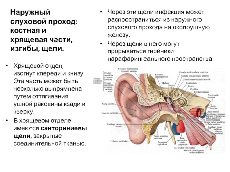 Внутренний слуховой проход среднее ухо