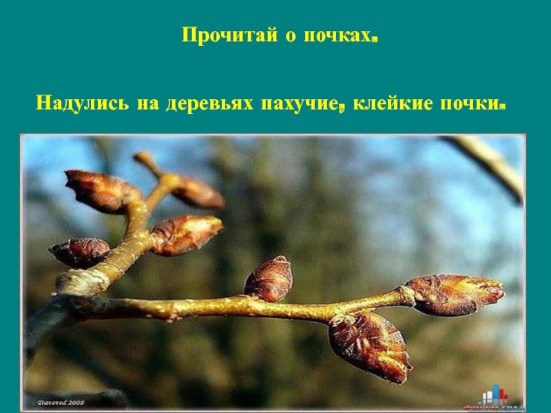 Почки древесины. Надулись на деревьях пахучие Клейкие почки.. Дерево с липкими почками. Набухли надулись на деревьях пахучие почки. Клейкие почки.