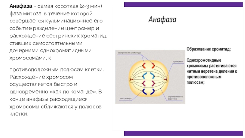 В анафазе митоза происходит. Анафаза кратко и понятно. Анафаза коротко. Процессы происходящие в анафазе митоза. Расхождение сестринских хроматид в митозе.