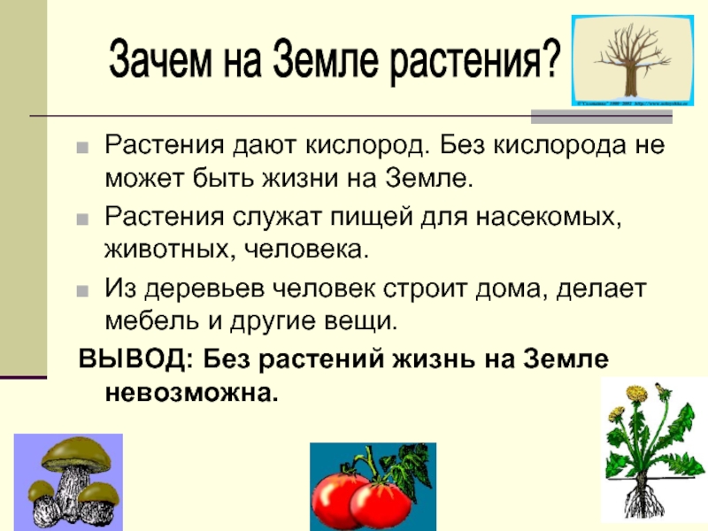 Живет без кислорода 7 букв. Почему без растений невозможна жизнь на земле. Растения дают кислород. Растение без кислорода. Почему жизнь без растений невозможна.