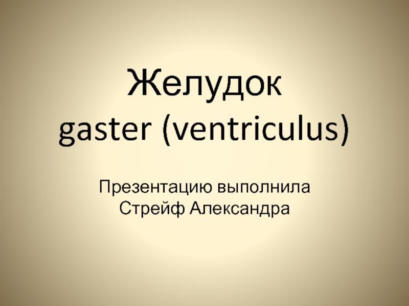 Желудок gaster (ventriculus) 