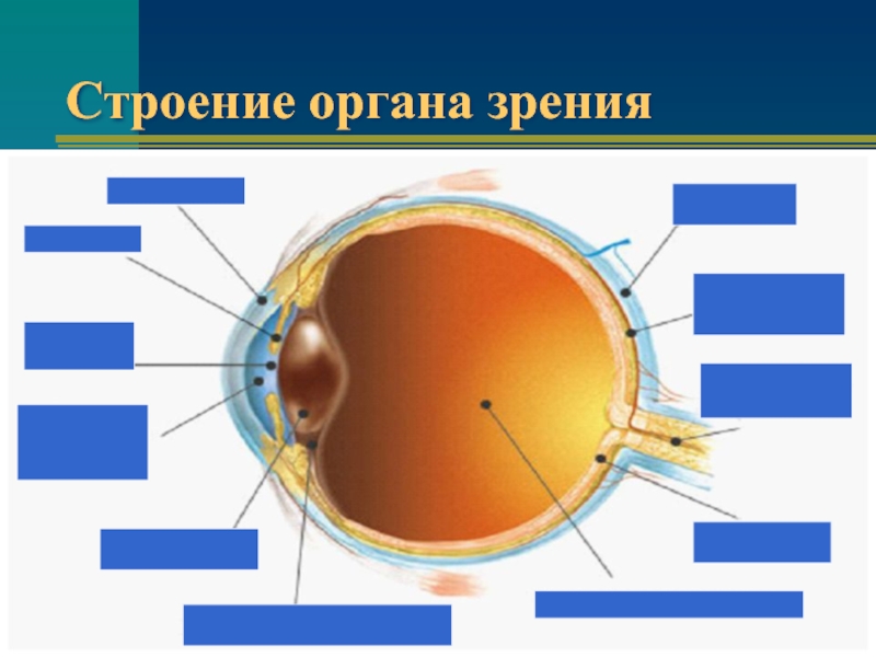 Рисунок глаза биология 8