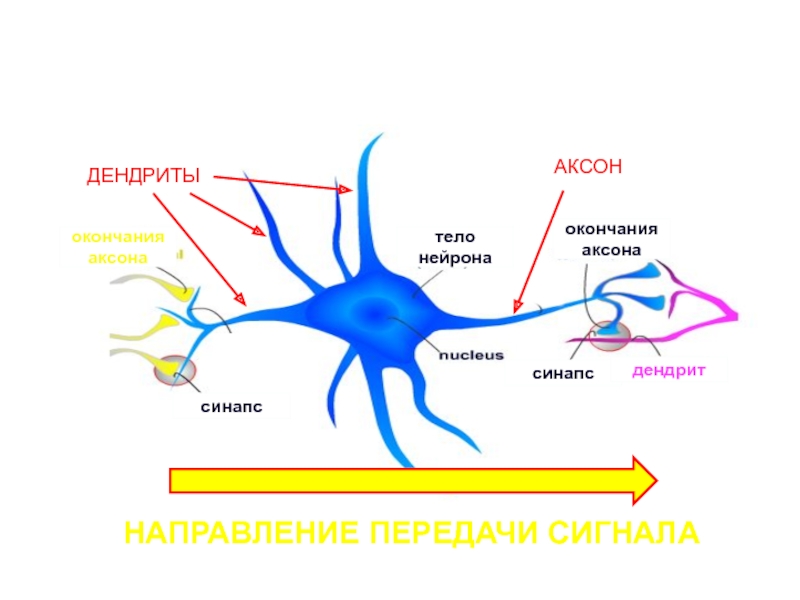 Импульс мозг аксон. Дендрит тело нейрона Аксон синапс. Строение нейрона Аксон дендрит синапс. Нейроны аксоны дендриты схема. Нервная система аксоны и дендриты.
