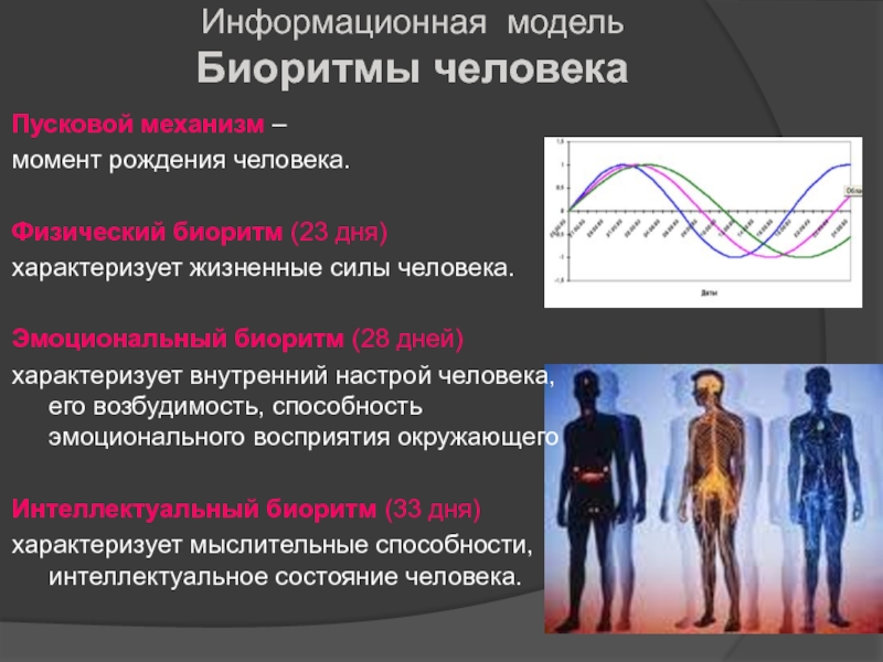 Исследование биоритмов человека проект