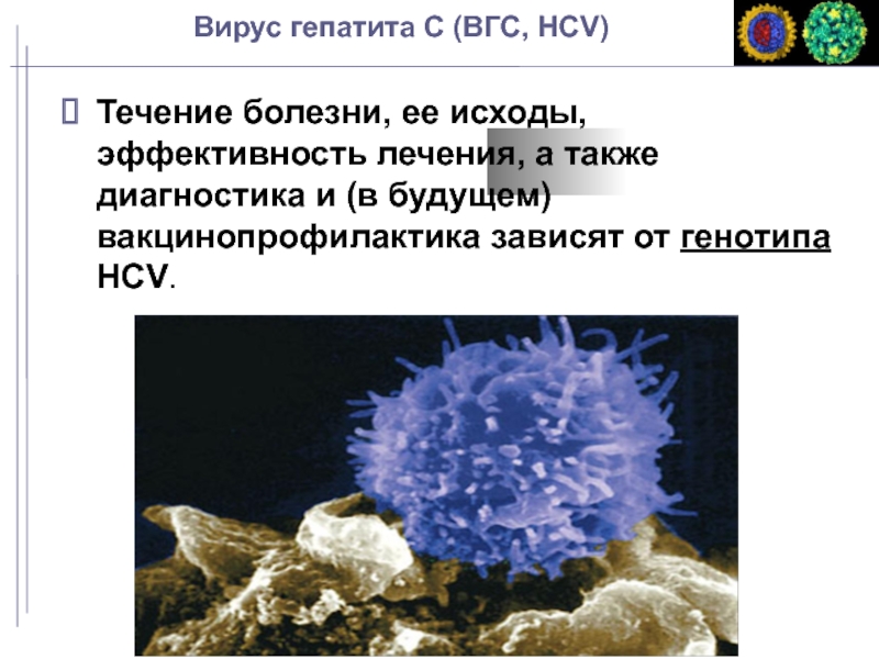 Вирусные гепатиты курсовая работа