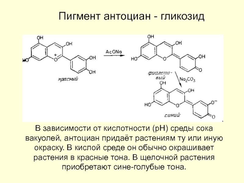 Синтез антоцианов. Антоцианы пигменты растений. Качественная реакция на антоцианы. Антоцианы в кислой и щелочной среде. Пигменты антоцианы формула.
