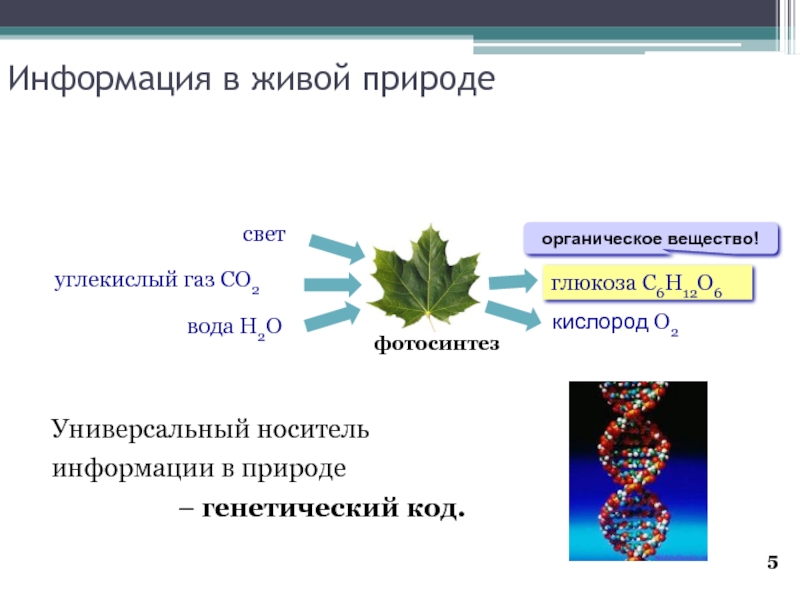 Природа генетического. Информация в живой природе. Носители информации в живой природе. Информация в живой природе Информатика. Кислород в живой природе.