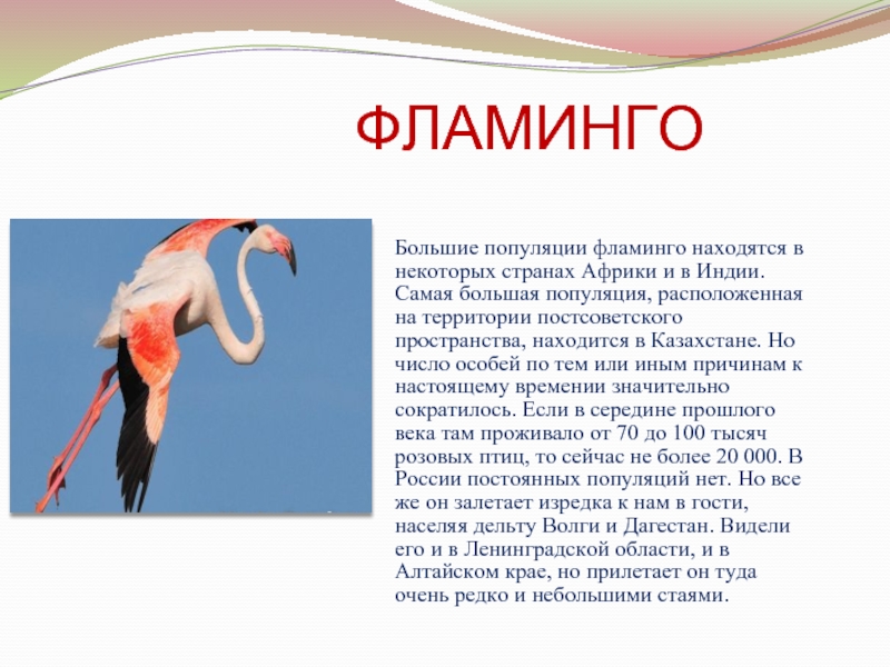 Фламинго сообщение. Фламинго краткое описание. Доклад про Фламинго. Фламинго презентация. Проект про Фламинго.