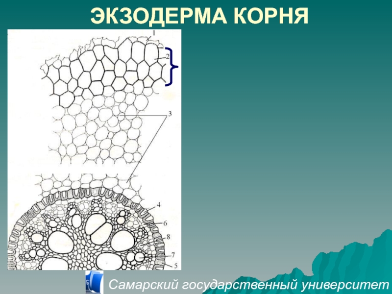 Эпиблема корня. Поперечный срез корня ризодерма. Ризодерма эндодерма перицикл. Экзодерма, паренхима, эндодерма корень. Ткани корня ризодерма экзодерма.