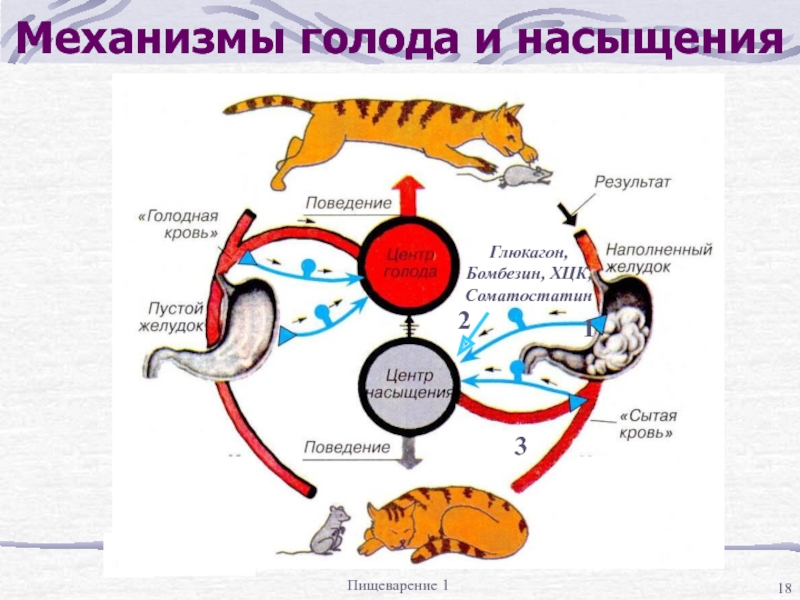 Схема регуляции пищевого поведения