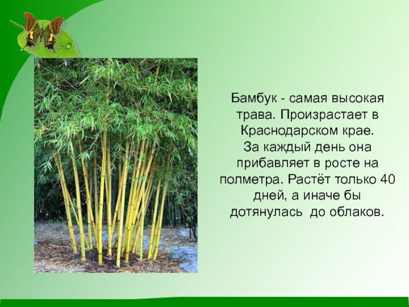 На сколько растет бамбук за сутки. Бамбук в Краснодарском крае. Бамбук самая высокая трава в мире. Бамбук описание растения. Бамбук доклад.