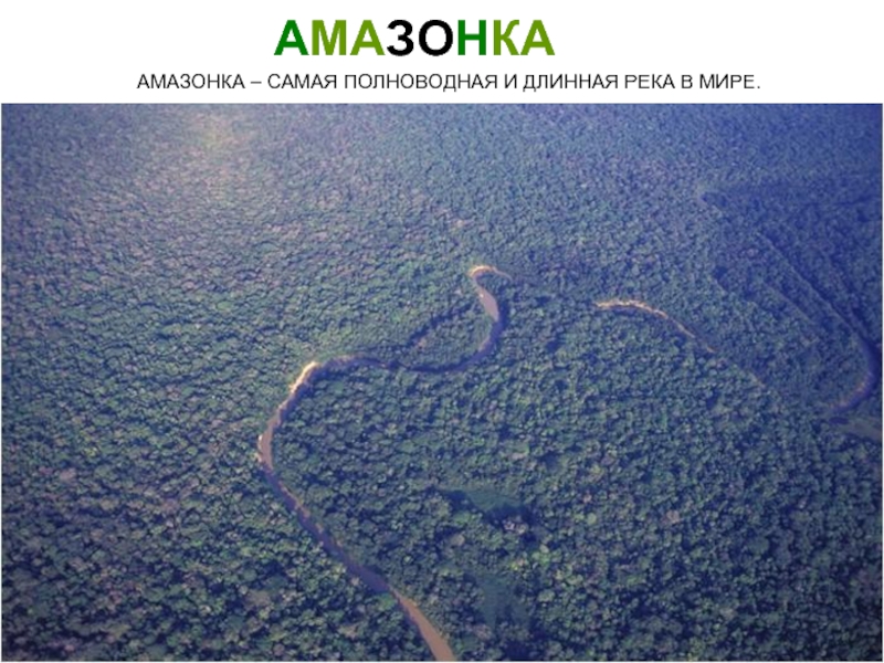 Амазонка полноводна круглый год. Амазонка самая полноводная река в мире. Самая длинная ёлка в мире. Самая длинная и полноводная река в мире.