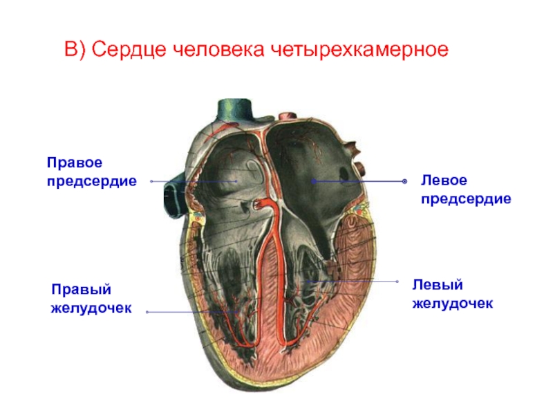 Органы кровообращения. Сосудистая система, её строение и функции В) Сердце человека четырехкамерноеЛевое предсердиеЛевый желудочекПравое предсердиеПравый желудочек В) Сердце человека четырехкамерноеЛевое предсердиеЛевый желудочекПравое предсердиеПравый желудочек
