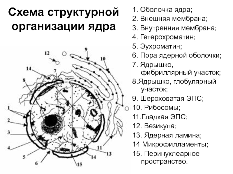 Оболочка ядрышко. Схема строения ядра. Ядро схема. Ядрышко схема. Ядерная мембрана схема.