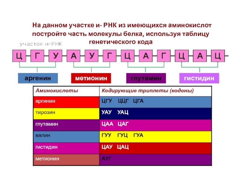 Молекула белка из 5 аминокислот. Таблица генетического кода и-РНК. Глутамин РНК. Из аминокислот строятся органы ткани. Свойства генетического кода схема.