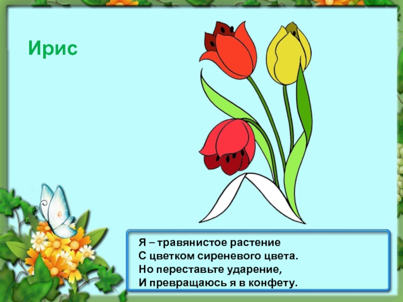 Ирис ударение. Цветы ирисы ударение. Ирис растение ударение. Я травянистое растение с цветком сиреневого цвета.