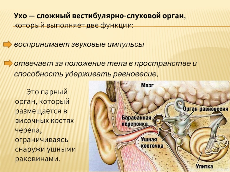 Какое значение уха. Сообщение об органах слуха окружающий мир 4 класс. Слух орган слуха 4 класс окружающий мир. Презентация на тему органы слуха. Сообщение на тему орган слуха.