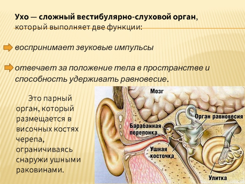 Орган воспринимающий звук