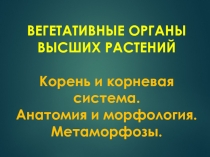ВЕГЕТАТИВНЫЕ ОРГАНЫ ВЫСШИХ РАСТЕНИЙ Корень и корневая система. Анатомия и