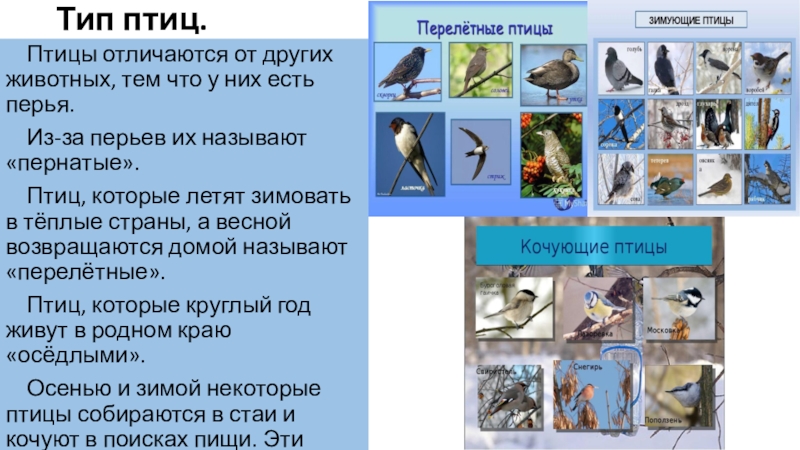 Сравнение птиц 3 класс. Сравнение птиц и зверей. Чем птицы отличаются от других животных. Отличие птиц от других животных. Признаки отличающие птиц от других животных.