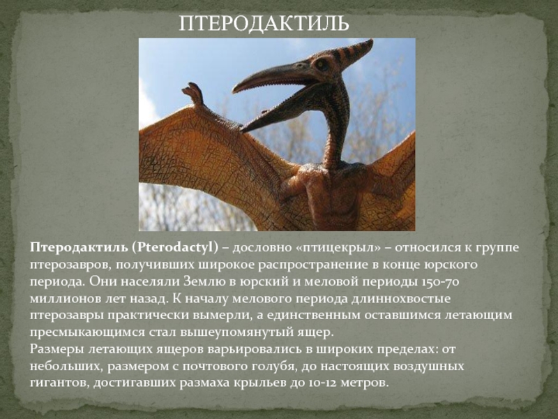 Птеродактиль (Pterodactyl) – дословно «птицекрыл» – относился к группе птерозавров, получивших широкое распространение в конце юрского периода. Они