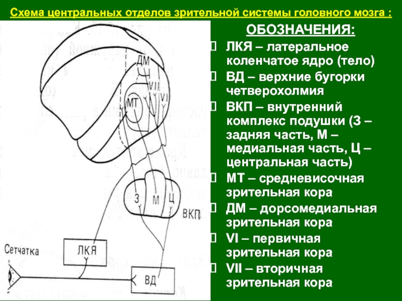 Общий план строения зрительной сенсорной системы