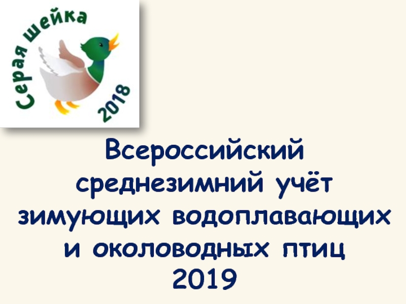 Всероссийский среднезимний учёт зимующих водоплавающих и околоводных птиц 2019