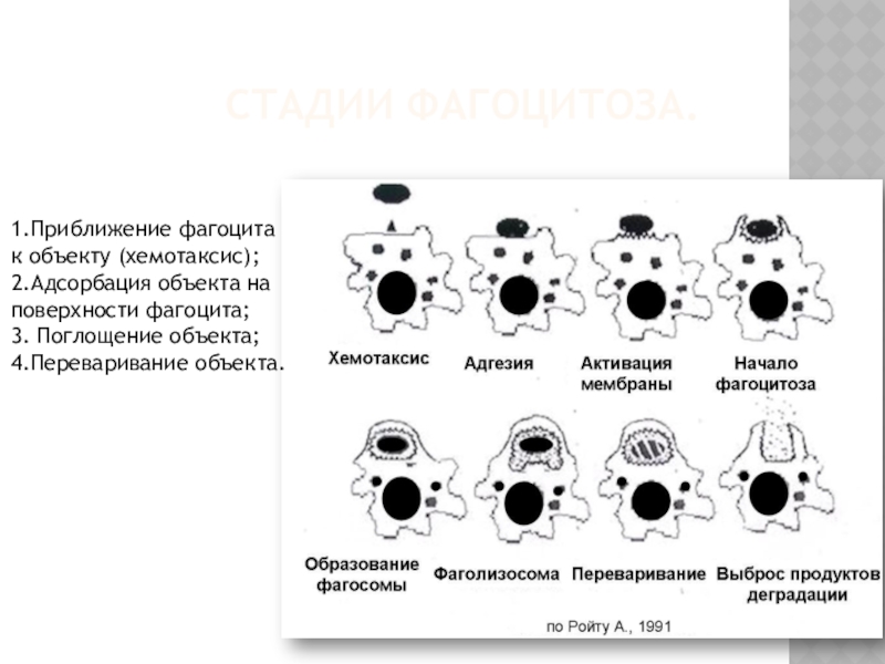 Изучение хемотаксиса. Стадии фагоцитоза внутриклеточное переваривание. Фазы фагоцитоза микробиология. Процесс фагоцитоза схема. 3 Стадия фагоцитоза.
