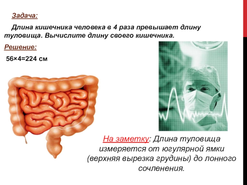 Кишечник длина