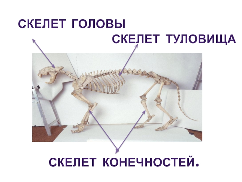 Скелет состоит из хрящевой ткани. Анатомия опорно двигательная система скелет. Отделы внутреннего скелета. Скелет туловища млекопитающих. Скелет головы туловища и конечностей.