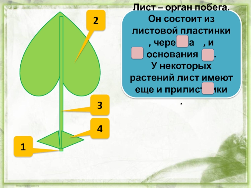 Из чего состоит презентация из листов из рисунков