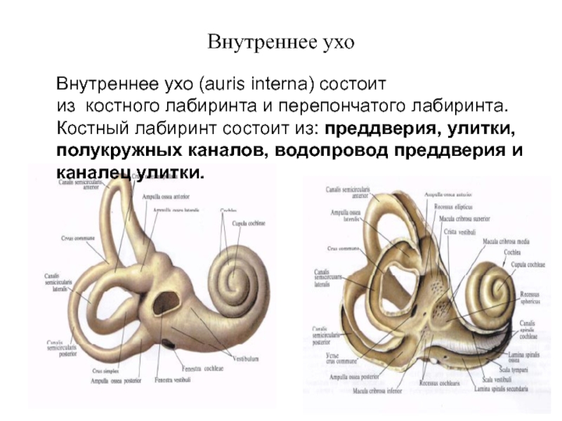 Схема строения костного и перепончатого лабиринтов