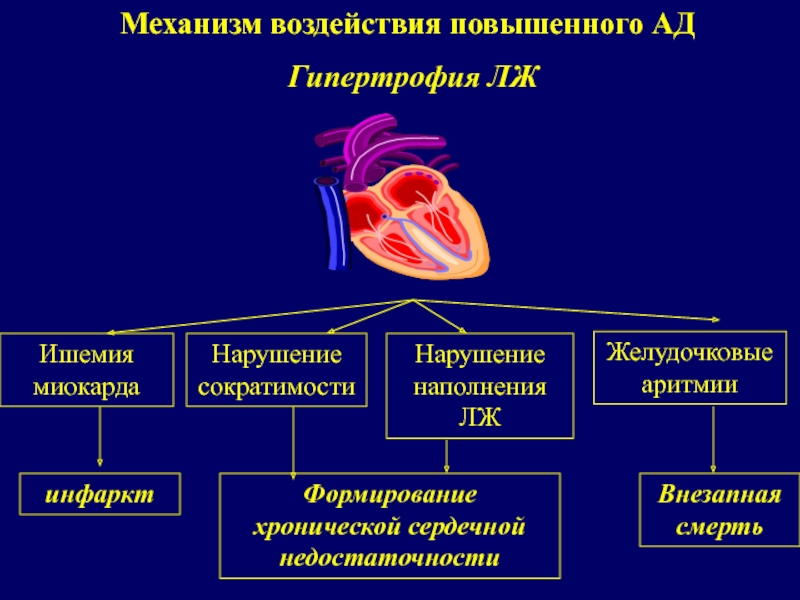 Сократимость лж. Механизм гипертрофии левого желудочка при артериальной гипертензии. Механизмы развития гипертонической болезни сердца. Патогенез гипертрофии левого желудочка при артериальной гипертензии. Гипертрофия сердца при артериальной гипертензии патогенез.