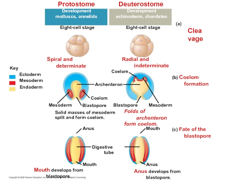 anus develops from blastopore