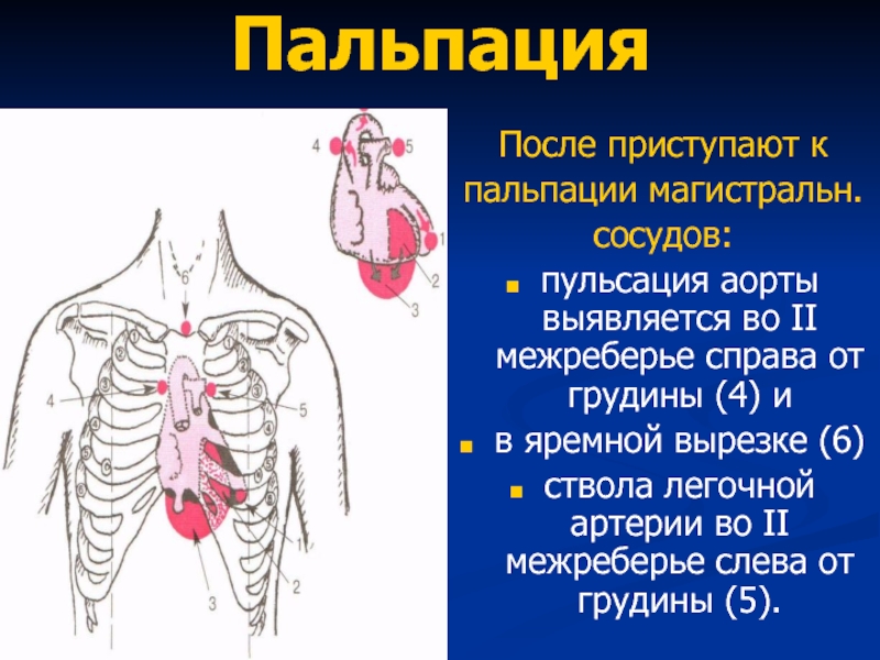 Пальпация сердца презентация