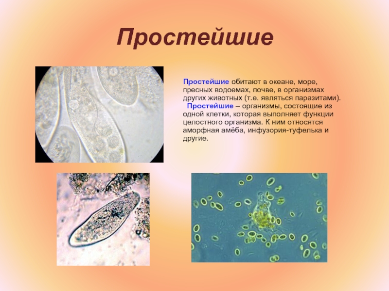 Одноклеточные организмы 5 класс презентация