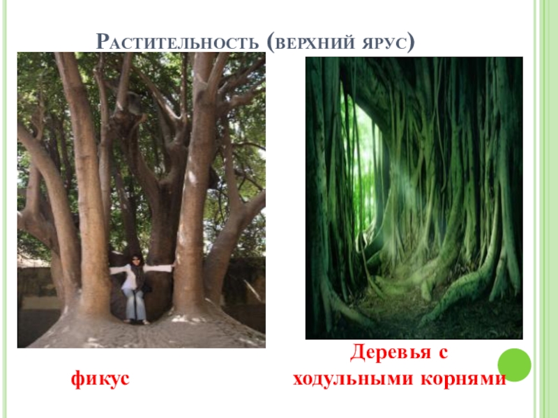 Фикус природная зона. Деревья с ходульными корнями. Ходульные корни фикуса. Фикусы деревья с ходульными корнями.