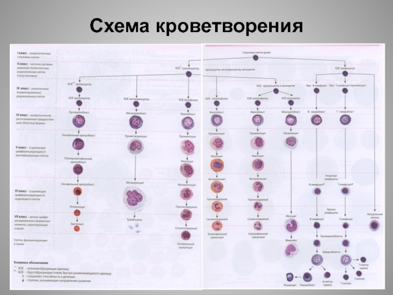 Схема кроветворения человека