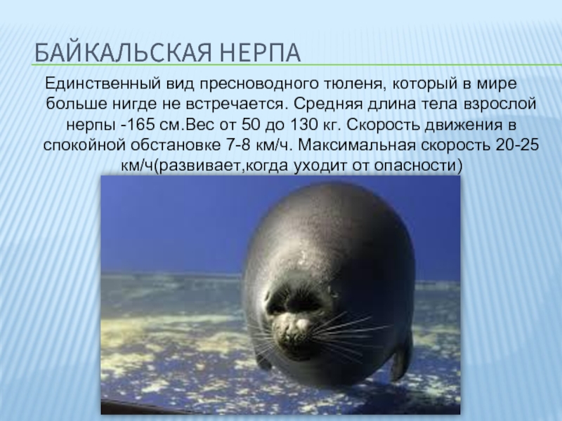 Байкальская нерпаЕдинственный вид пресноводного тюленя, который в мире больше нигде не встречается. Средняя длина тела взрослой нерпы