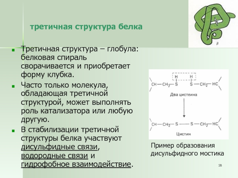 Какая структура белка характерна глобула