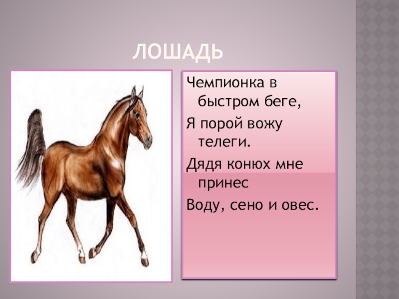Слово без коня