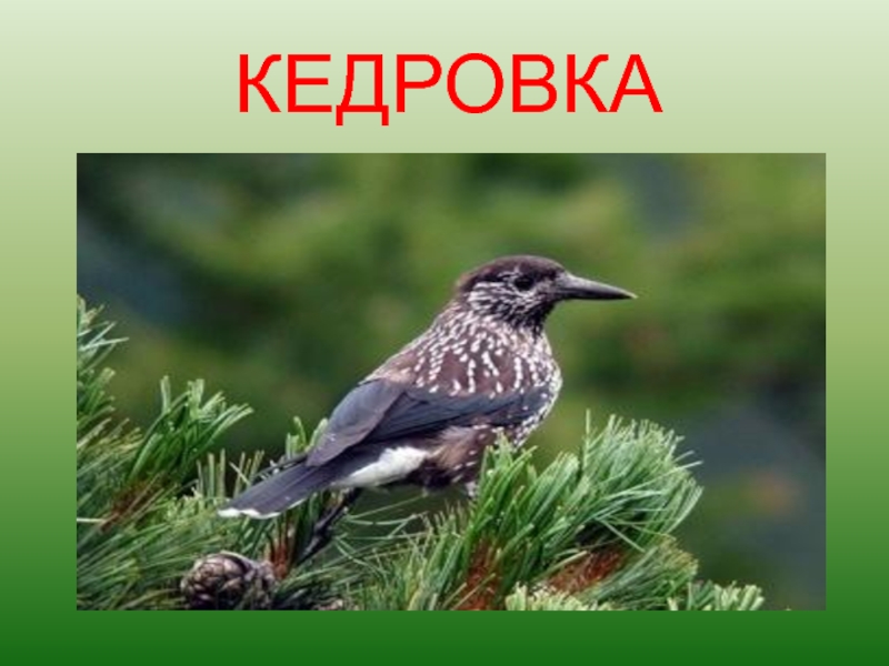 Лес и человек красная книга. Кедровка и Кедровая сосна. Краснокнижные птицы Ленинградской области. Кедровка презентация. Кедровка Перелетная птица.