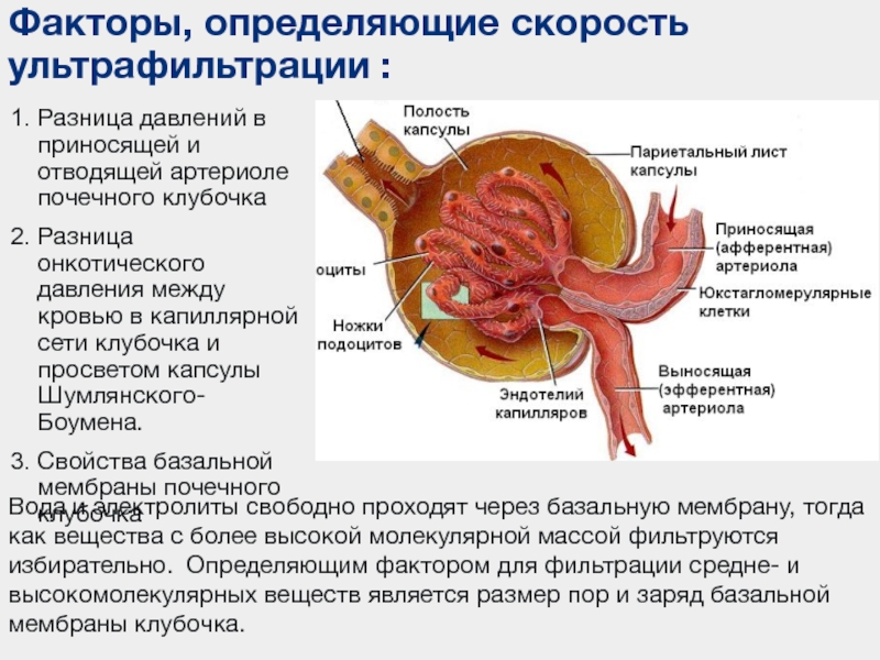 Почему в в почках кровь. Капсула Шумлянского Боумена анатомия. Почечная артерия выносящая артериола приносящая артериола. Афферентные и эфферентные артериолы почек. Давление в приносящей артериоле.
