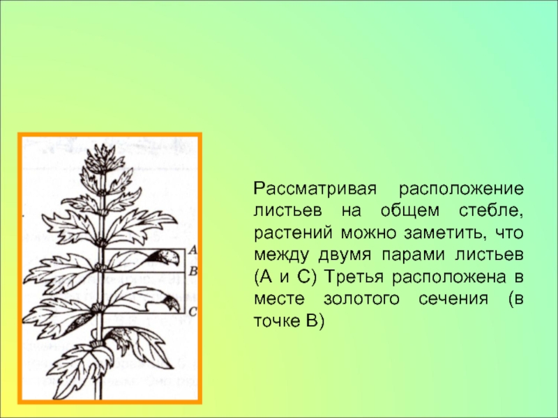 Рассмотри как расположены. Расположение листьев на общем стебле растений. Золотое сечение стебель. Золотое сечение в природе стебель. Божественная пропорция в природе.