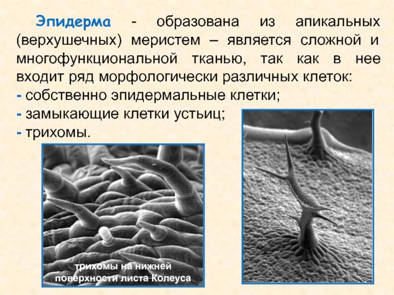 Из чего он образуется. Эпидерма образована. Что образует ткань эпидерма. Эпидерма образована из. Эпидерма образуется из меристемы.