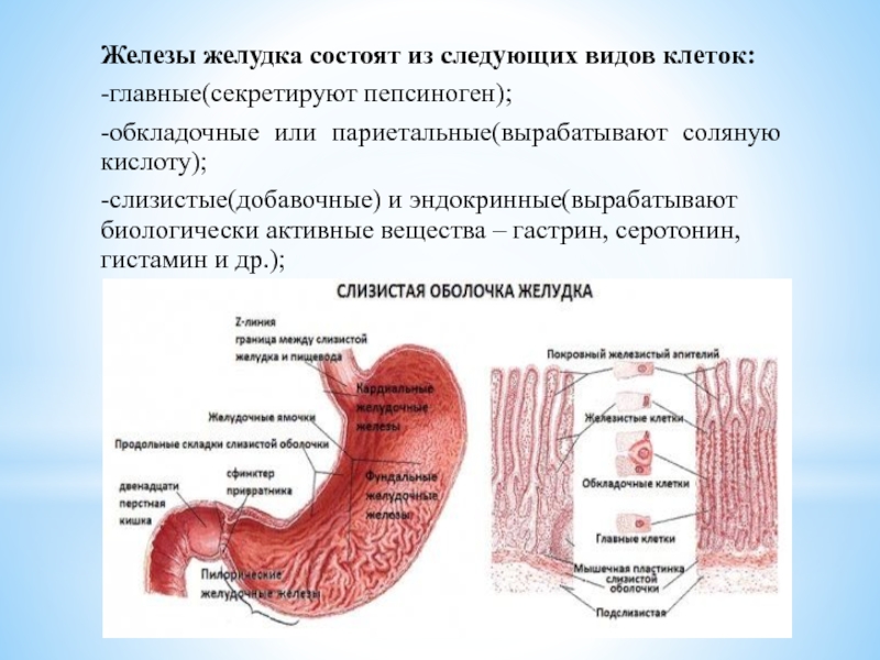 Клетки желудка. Железы слизистой оболочки желудка вырабатывают. Обкладочные клетки желез желудка вырабатывают. Железы желудка секретируют пепсиноген. Железы желудка секретируют главные обкладочные добавочные.