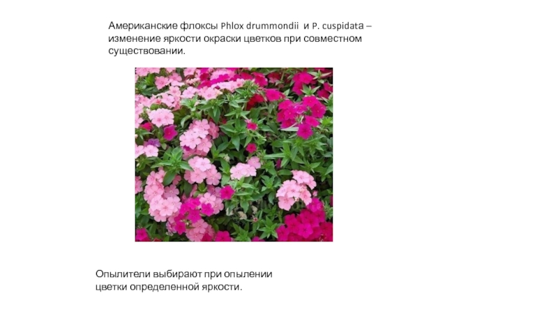 Американские флоксы Phlox drummondii и P. cuspidatа – изменение яркости окраски цветков при совместном существовании.Опылители выбирают при