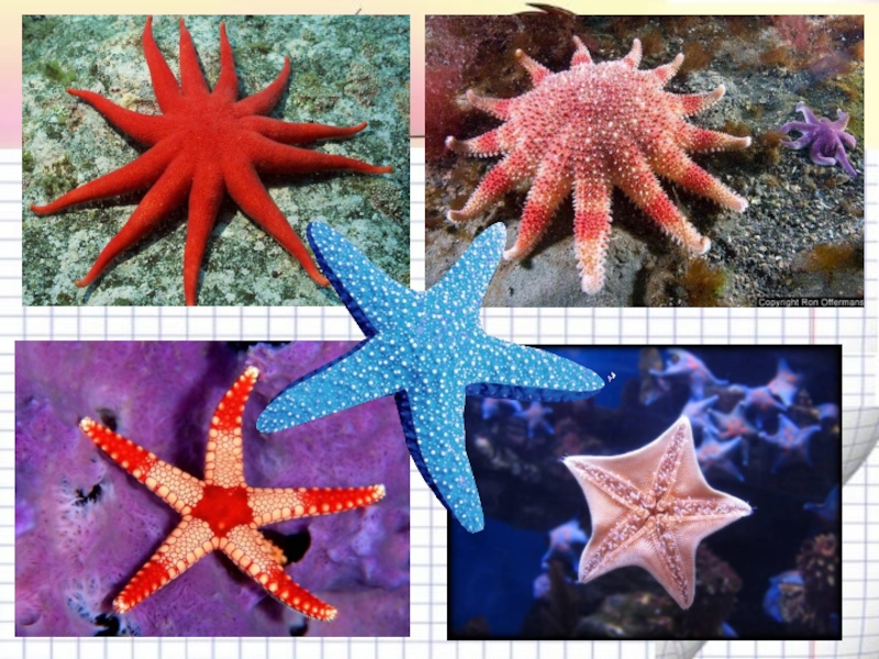 Характеристика морской звезды. Морская звезда снизу. Проект морская звезда. Морская звезда для дошкольников.