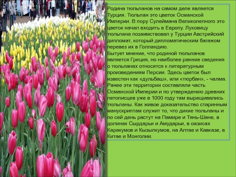 Факты о тюльпанах. Тюльпан Родина растения. Турция Родина тюльпанов. Описание тюльпана. Информация о тюльпане.